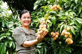 Sweet start: Bắc Ninh ships over 1,000 tonnes of early lychees overseas