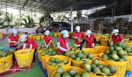 Việt Nam's fruit, vegetable exports exceed $2.67 billion in five months