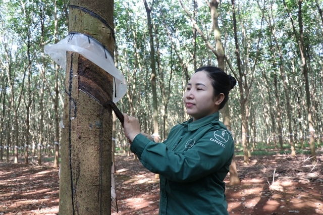 Global rubber prices surge, raising hopes for Vietnamese exporters
