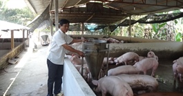 Người nuôi heo lãi lớn