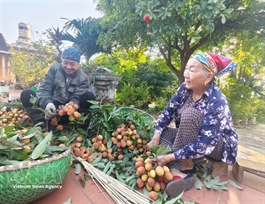 Lychee prices soar as output drops by more than 50 per cent