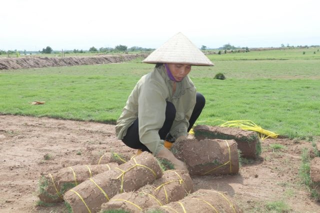 Việt Nam urged to simplify green credit access for SMEs