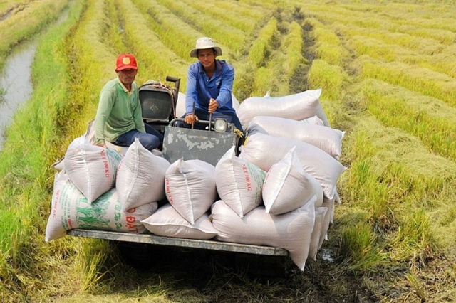 Vietnam rice exports to recover on high-quality demand