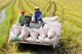 Vietnam rice exports to recover on high-quality demand