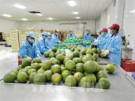 Vĩnh Long scales up green-skinned pomelo farming for export
