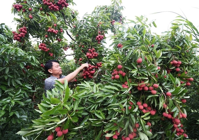 Bắc Ninh lychee revenue hits record despite lower harvest