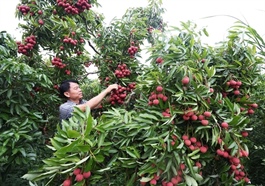 Bắc Ninh lychee revenue hits record despite lower harvest