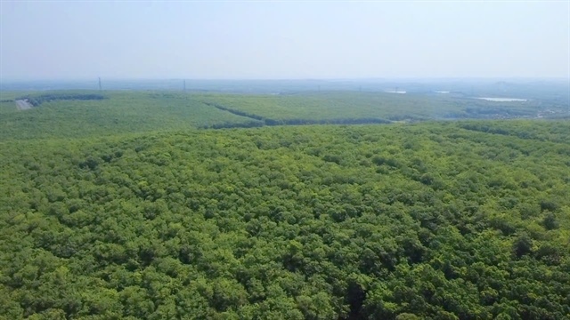 Rubber traceability accelerated as EU deforestation regulation deadline nears