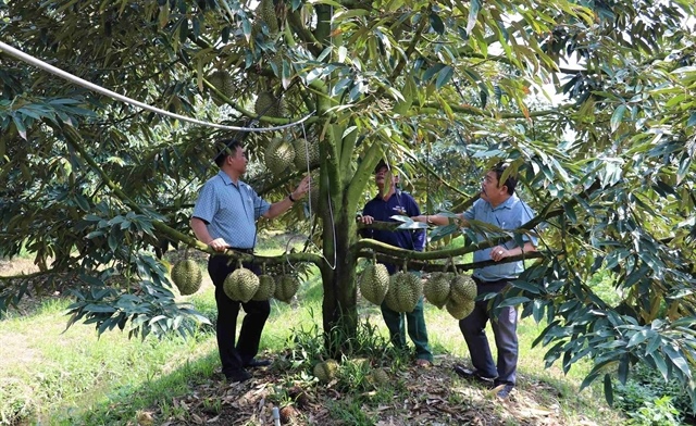 Việt Nam to have sustainable management of growing area codes