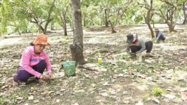 Đồng Nai aims to become international cashew trading hub