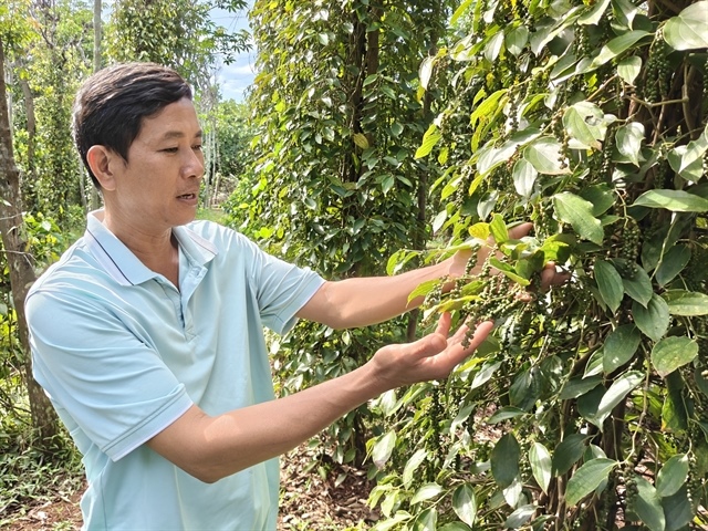 Pepper exports rise 17.4 per cent in H1 despite tighter domestic supply