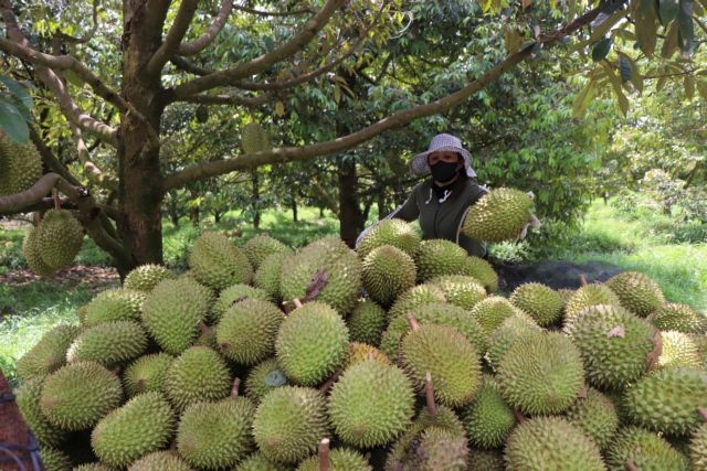 Reforms pushed to remove export bottlenecks as durian season begins