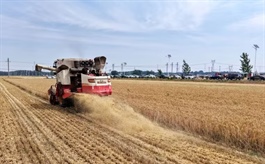 Siêu El Nino có thể gây cú sốc tăng giá lương thực toàn cầu đến năm 2028