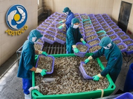 Minh Hải Jostoco lỗ lũy kế 770 tỷ đồng, tài sản còn 6 tỷ