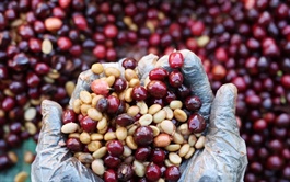 FAO cảnh báo về sự mong manh của thị trường cà phê, cacao và trà toàn cầu