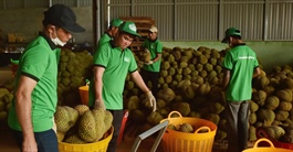 Giá sầu riêng giảm 30-50%, ngành hàng tỷ USD đối mặt áp lực mới