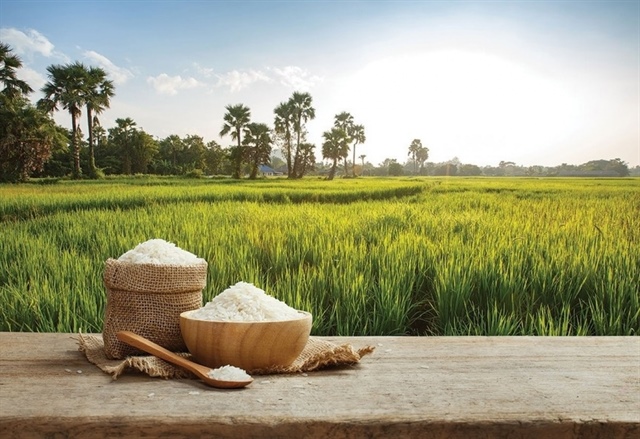Rice stocks struggle to gain traction despite strong export growth