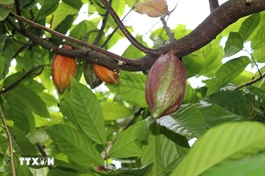 Vì sao sôcôla vẫn đắt dù giá cacao giảm mạnh?