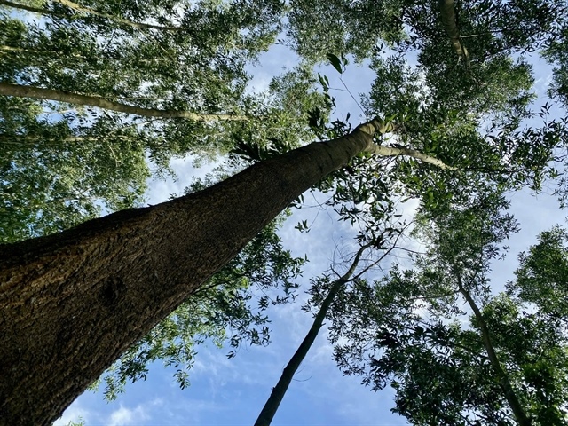 Large-diameter forests key to sustainable growth of Việt Nam's wood industry