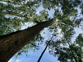 Large-diameter forests key to sustainable growth of Việt Nam's wood industry