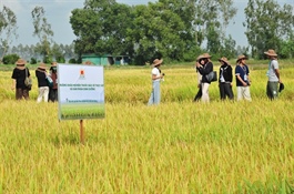 Lộc Trời takes Vietnamese rice varieties to Myanmar in regional expansion push