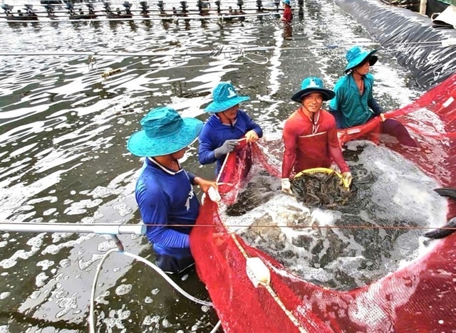 Vietnamese shrimp exports to China offset weaker sales to US