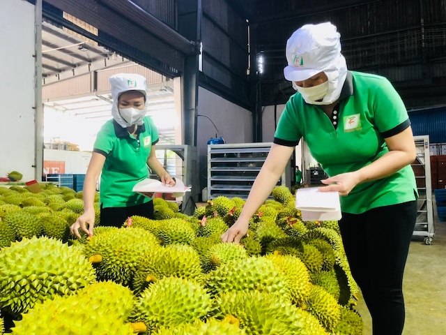 Ấn Độ chính thức mở cửa cho sầu riêng Việt Nam | Vietstock