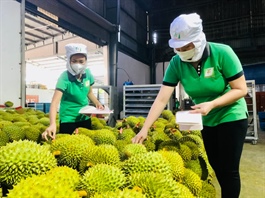 Ấn Độ chính thức mở cửa cho sầu riêng Việt Nam