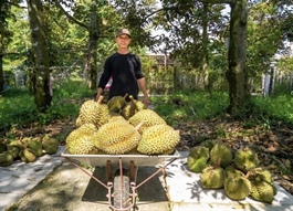 India opens market to fresh Vietnamese durian