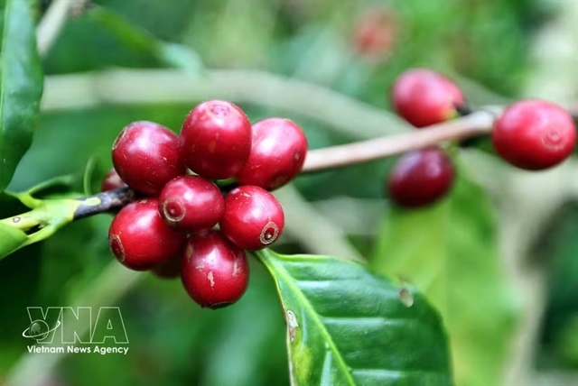 Vietnamese coffee exports shine in EC’s agri-food trade report