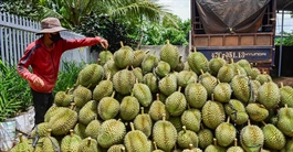Xuất khẩu sầu riêng tăng mạnh, vì sao giá ngày càng rẻ?