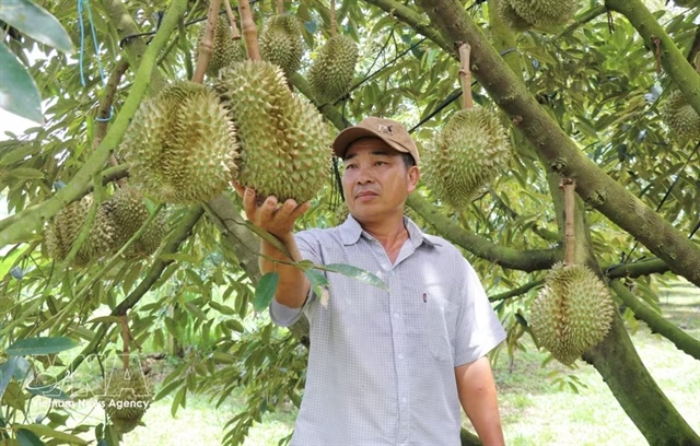 Việt Nam's durian exports set sights on new record