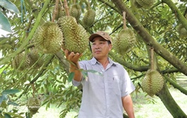 Việt Nam's durian exports set sights on new record