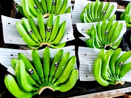 Korean convenience store chain runs dedicated banana farm in Việt Nam for steady supply