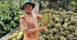 Trung Quốc nhập 1 triệu tấn sầu riêng, Thái Lan bỏ xa Việt Nam vì 'hàng loại A'