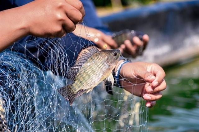 Vietnam's seafood exports grow in first seven months