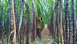 Tập đoàn TH thâu tóm Mía Đường Cao Bằng