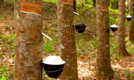 Xuất khẩu cao su hướng tới tăng giá trị qua thị trường tín chỉ carbon