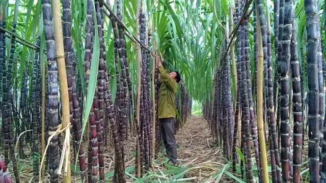 Sugar industry shifts focus to quality