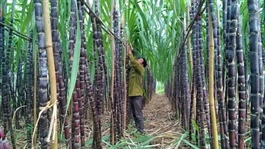 Sugar industry shifts focus to quality