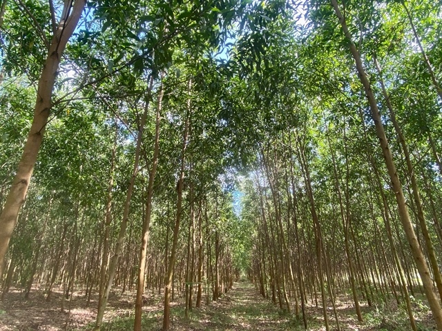 Rubber industry explores carbon market opportunities