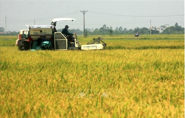VFA calls on businesses to help support rice purchases from farmers
