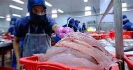 Cá tra tỷ USD của Việt Nam gặp khó tại Mỹ, tăng tốc ở thị trường Trung Quốc