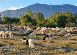 Khánh Hòa province explores Halal ecosystem development