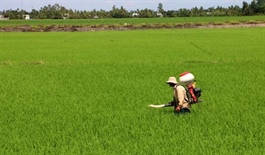 Cần Thơ to host second Vietnam International Rice Festival