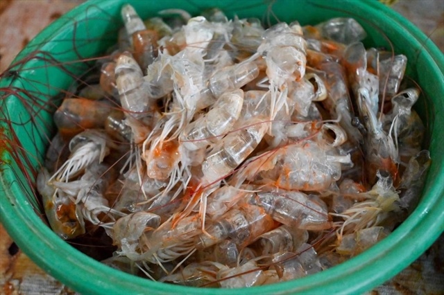 Seafood by-products offer untapped potential for Việt Nam's circular bioeconomy