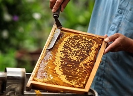 US reviews trade defence duties on Vietnamese solar panels, honey and woven bags