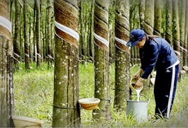 Giá cao su lên mức cao nhất kể từ năm 2013