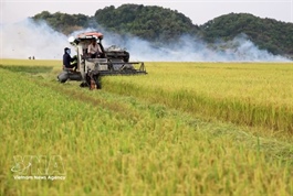 Rice exports expected to gain momentum in year-end months