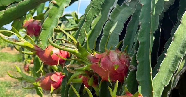 Giá thanh long giảm mạnh, loại rẻ nhất chỉ 1.000 đồng/kg